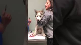 This dramatic husky needed to get a shot [upl. by Fleming]