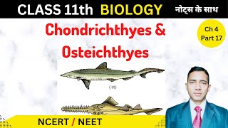 Class Osteichthyes  Class Chondrichthyes  in hindi  Biology Class 11 [upl. by Wilfreda]