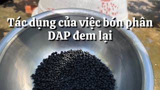 Tác dụng tuyệt vời khi bón phân DAP cho cây mai  174 âm lịch [upl. by Soisanahta]