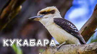 Кукабара Жуткий крик кукабары в ночной тишине [upl. by Saidee]