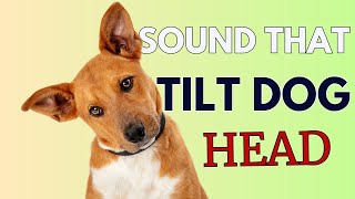 9 Sounds That Make Dogs Tilt Their Head GUARANTEED [upl. by Anaoy]