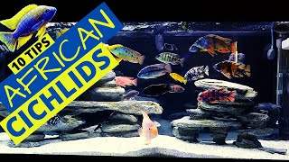 Top 10 African Cichlid Tank Essentials Every Aquarist Needs [upl. by Yrtua]