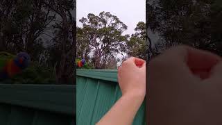 Lorikeets and cockatoos paid us a visit 🦜😇 Попугайчики навестили [upl. by Tiffi173]