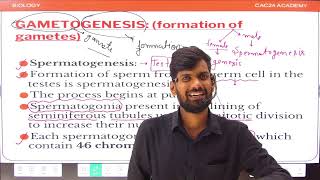 Gametogenesis in animals  Human reproduction  NCERT  NEET 2025  CBSE  MP BOARD [upl. by Aciretahs]