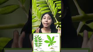 Compound leaf Types  Pinnately and Palmately leaves  Biology  Class 11  Adhyayanta [upl. by Eeslehc]