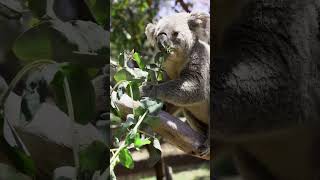 Koalas may not be smart but they can eat toxic plants [upl. by Eenhat]