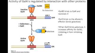 Gal system in eukaryotes [upl. by Girish]