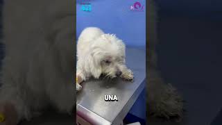 Intoxicación por cipermetrina en perro drnoelmartinez perros consejosveterinarios mascotas [upl. by Saixela]