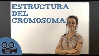 Estructura del cromosoma [upl. by Essirehc]