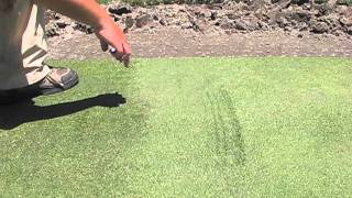 Annoying Grain on a bentgrass green [upl. by Hiasi]