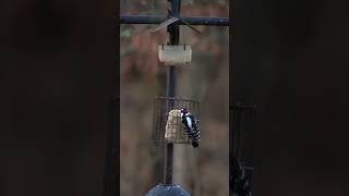 A Downy Woodpecker nervously pecks a quick meal backyardbirds birdwatching woodpeckers [upl. by Chuah]