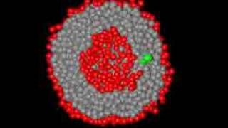 DPD simulations of liposome formation [upl. by Dlabihcra946]