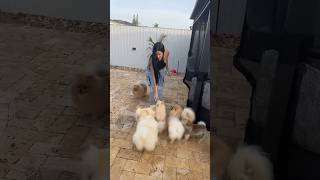 Mis pomeranians 🐾❤️ pomeranian pomeranianpuppy pomeraniansclub pomeranian obsessed [upl. by Eegnat]