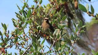 Waxwings eating Soapberries June 9 10 17 2024 PNW [upl. by Aleit]