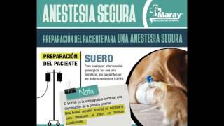 Anestesia en perros y gatos [upl. by Sacci]