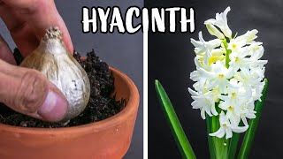 Growing Hyacinth Flower From Bulb Time Lapse 121 Days [upl. by Napier768]