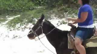 Beautiful Rider on Pony  Beach Riding [upl. by Shuma73]