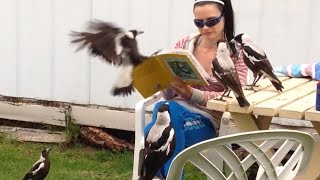 Australian Magpies  Our Best Clips Part 1 [upl. by Obelia]