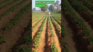 Herbicide spray in potato 🥔agriculture potato [upl. by Rivard]