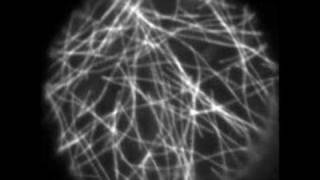 Microtubule Dynamics in Plants [upl. by Ynamreg152]