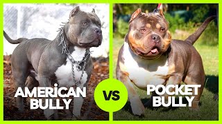 American Bully Vs Pocket Bully We explained all the differences and features [upl. by Elna622]