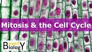 Mitosis amp the Cell Cycle updated [upl. by Jarrad]