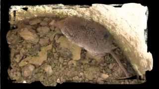 Musaraigne des champs hors des griffes du chat relachée dans les bois ensuite [upl. by Ahsekin]