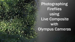 Photographing Fireflies with Olympus LIVE COMPOSITE 1080 [upl. by Anilrats572]