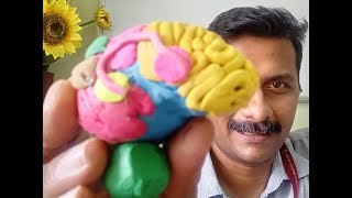 हिंदी में Language Areas in Brain मस्तिष्क में भाषा क्षेत्र [upl. by Olympias]