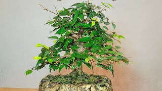 Bonsai zelkova serrata [upl. by Akitnahs23]