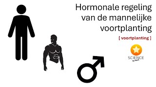 De hormonale regeling van de mannelijke voortplanting  GENETICA [upl. by Slotnick]