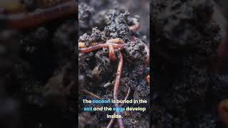 How can earthworms reproduce [upl. by Eima]