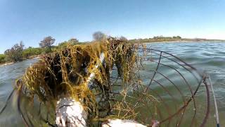 Crabbing in Mandurah [upl. by Ravo]