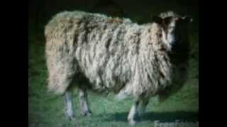 Welsh Sheep Shaggers The Real Sheep Shaggers are the English [upl. by Eilyab]