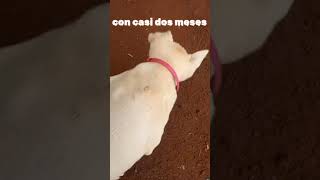 veadeiropampeano caceria perros perrosdecaza veadeiro entretenimiento [upl. by Mackey229]