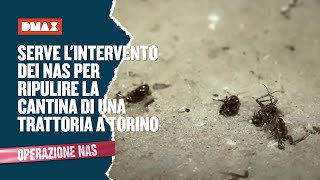 Serve lintervento dei NAS per ripulire la cantina di una trattoria a Torino  Operazione NAS [upl. by Matilda257]