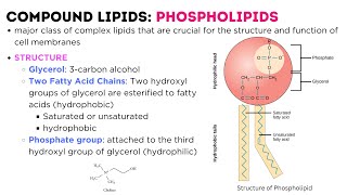 LIPIDS  classification types structure function  Triglycerides  Phospholipids  Glycolipids [upl. by Eiddam150]