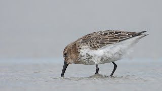 Strandlopers op Schiermonnikoog [upl. by Russi723]