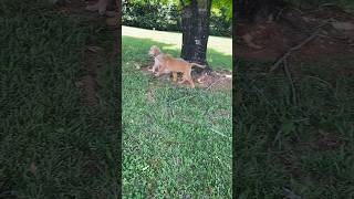 Golden retrievers playing together dog [upl. by Aiasi]