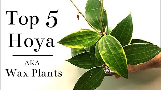 Top 5 Hoya Wax Plants [upl. by Nylareg]