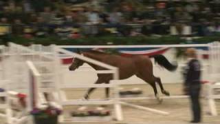 ♂ Chin Champ jumping stallion HOLST by Chin Chin [upl. by Toolis]