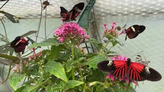 Heliconius erato The Small Postman  Tropical Butterflies UK [upl. by Corb]