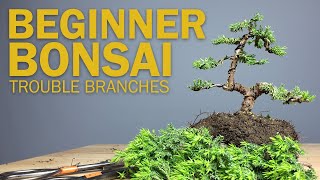 Beginner Bonsai Styling  Choosing Branches to Cut [upl. by Kirtap]