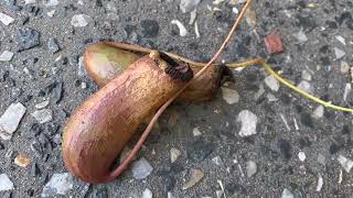 What has my carnivorous plant eaten Nepenthes ventricosa [upl. by Breed]