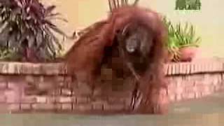 Untamed and Uncut Orangutan Terrorizes Zoo [upl. by Hersch44]