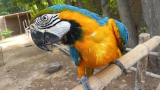 Macaw parrot  Blue and Gold macaw  Macaw parrot [upl. by Nytsirk]