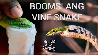 Deadly venomous snakes of Africa  Boomslang and vine snakes or twig snakes venom extraction [upl. by Aihsekal]