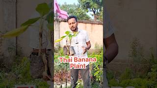 Thai Banana Plant  sell plants shortvideo shortvideo youtubeshorts farming houseplants yt [upl. by Ydor]