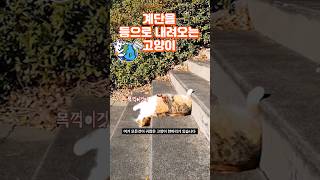 계단을 등으로 내려오는 고양이 [upl. by Aciram634]