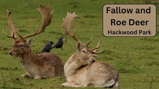 Hackwood Park  Roe and Fallow Deer with a singular hare [upl. by Tada]